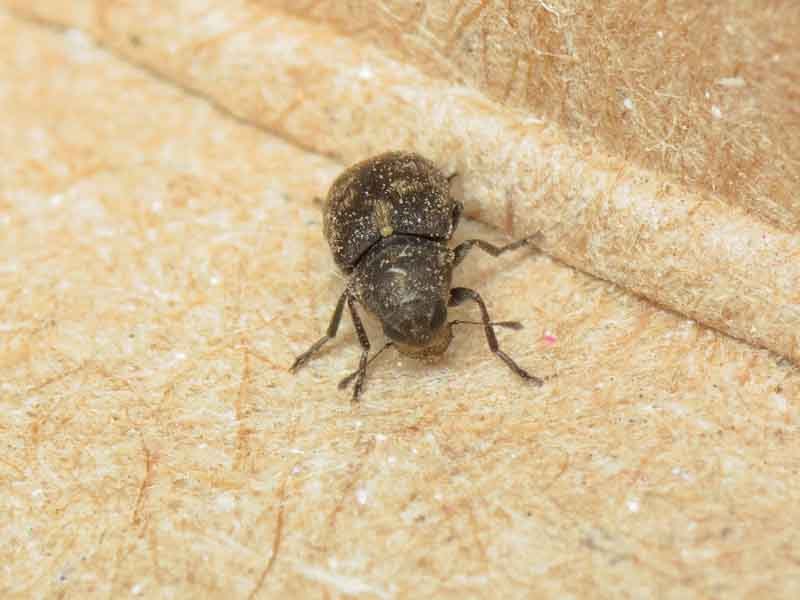 Rhaphitropis marchica (Herbst, 1797)